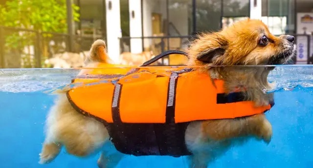 pet pool safety louisiana